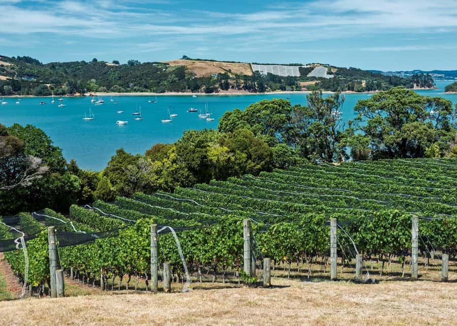 Auckland: Waiheke Island Luxury Experience Private Tour - Upgrade Options: Charter Boat, Seaplane, or Helicopter Transfers