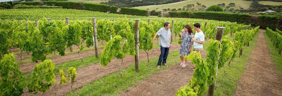 Auckland: Waiheke Island Luxury Experience Private Tour - Should You Book This Waiheke Island Luxury Tour?