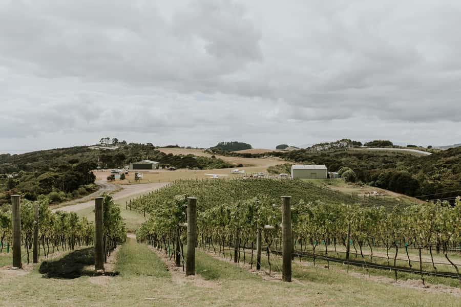 Auckland: Waiheke Island Wine and Food Tasting with Flights - Duration, group size, and why the logistics feel calmer than you expect