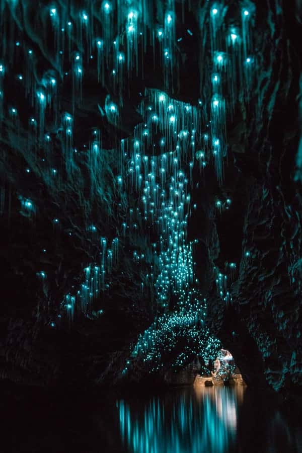 Auckland: Waitomo Caves & Rotorua - Te Puia Small-Group Tour - Waitomo Glowworm Caves: Limestone, Silent Boat Time, and No Photos Inside