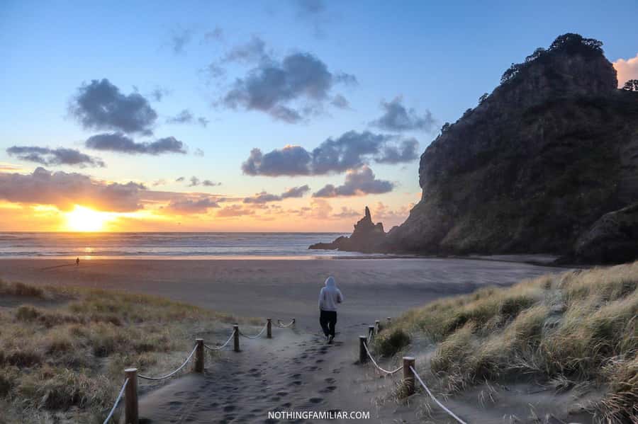 Auckland: West Coast Discovery - The Waitakere Ranges drive and Arataki Visitor Centre stop