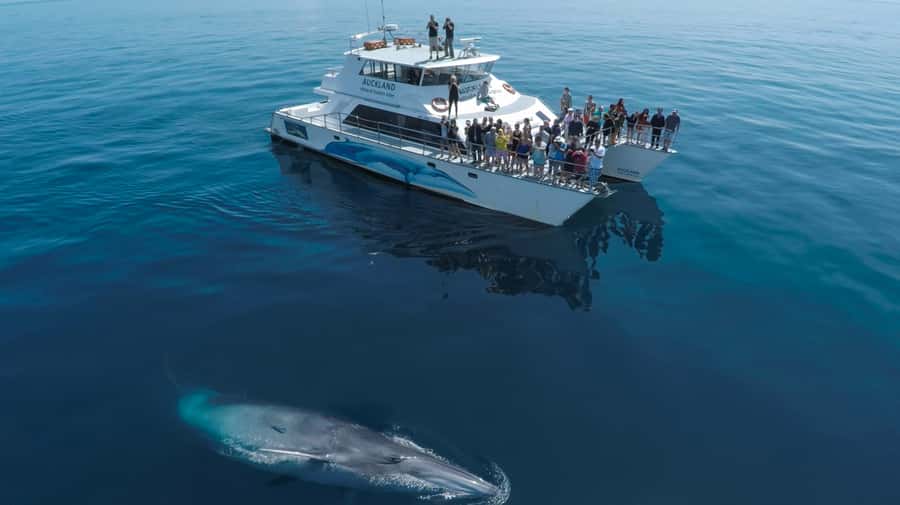 Auckland: Whale and Dolphin Watching Half-Day Eco Cruise - Key Things You’ll Notice on the Dolphin Explorer