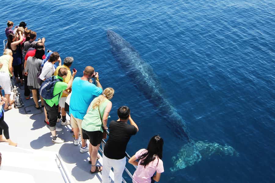 Auckland: Whale and Dolphin Watching Half-Day Eco Cruise - Price and Value: What $130 Buys in the Real World