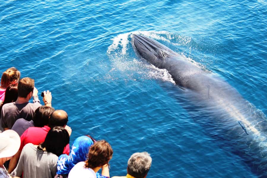 Auckland: Whale and Dolphin Watching Half-Day Eco Cruise - Hauraki Gulf Marine Park, Not a Far-Off Day Trip