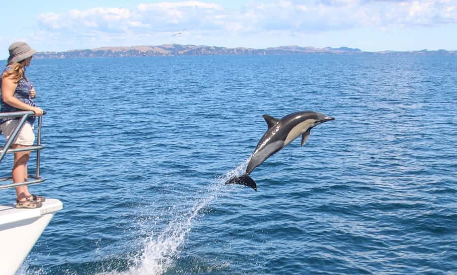 Auckland: Whale and Dolphin Watching Half-Day Eco Cruise - Orca, Bottlenose Dolphins, Whales, and Seabirds, What You’re Really Likely to See