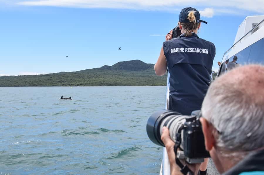 Auckland: Whale and Dolphin Watching Half-Day Eco Cruise - Eco-Safari With a Conservation Purpose: Your Ticket Isn’t Just Entertainment