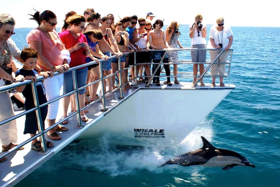 Auckland: Whale and Dolphin Watching Half-Day Eco Cruise - Who This Auckland Whale Watching Cruise Fits Best