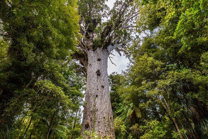 Bay of Islands 2-Day Small Group Tour & Cruise from Auckland - Paihia overnight: your beach base and the accommodation question