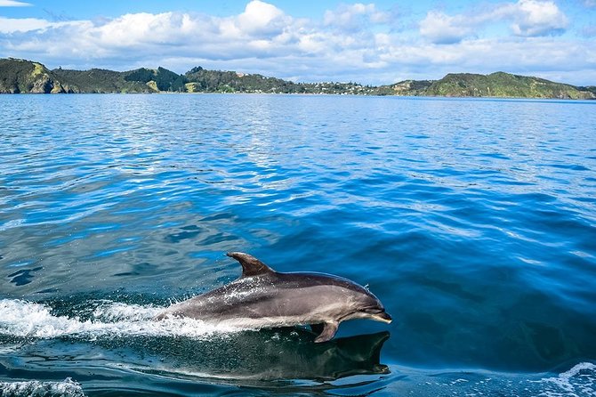 Bay of Islands 2-Day Small Group Tour & Cruise from Auckland - Opononi on Hokianga Harbour: a beach-town break with dolphin history