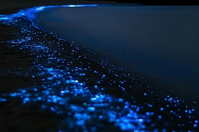 Bioluminescence Kayak Tour - Est. 1994 - Long Bay-Okura Marine Reserve: what the route feels like
