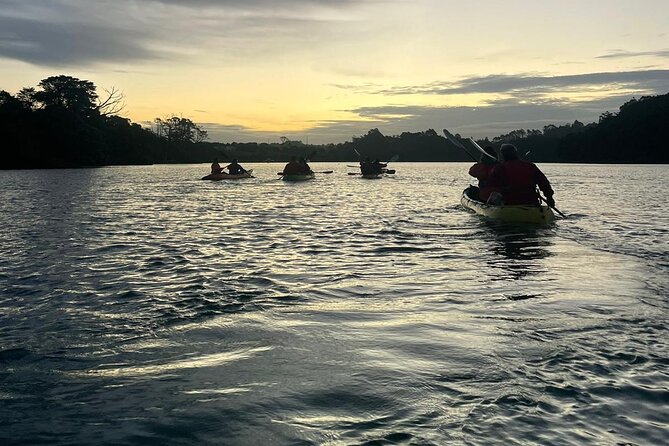 Bioluminescence Kayak Tour - Est. 1994 - Seeing bioluminescent plankton: what to look for after dark