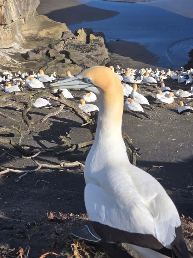 “City & Coast & Country” – A Relaxed Day Tour from Auckland - Muriwai coast: black-sand waves and a gannet colony walk