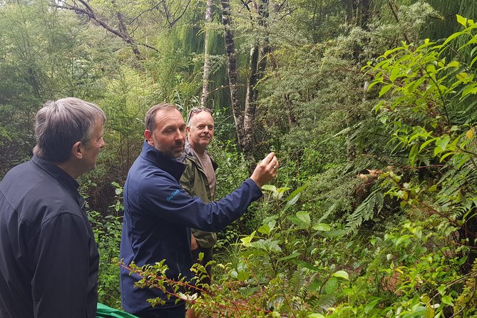 Coast and Rainforest Eco-Tour from Auckland with Picnic Lunch - From SkyCity Auckland to the Waitakere Ranges, with less hassle