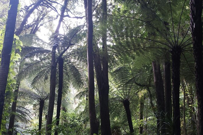 Coast and Rainforest Eco-Tour from Auckland with Picnic Lunch - Piha Beach and black sand reality: boots, breath, and sea views