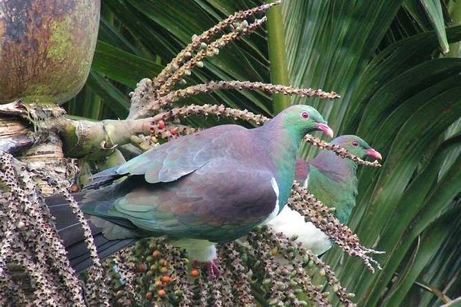 Coast and Rainforest Eco-Tour from Auckland with Picnic Lunch - Waitakere Ranges rainforest and giant kauri: where the pace slows