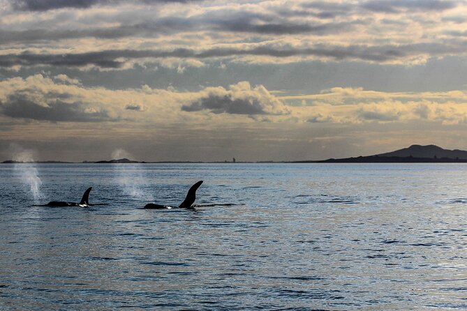 Discover Auckland City Tour: The City of Sails - MJ Savage Memorial Park: Māori heritage plus city views for free
