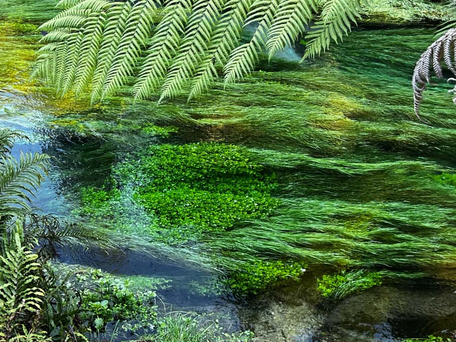 Ex Auckland: TE PUIA Geothermal, Redwood & Blue Springs - Key highlights worth timing your day for