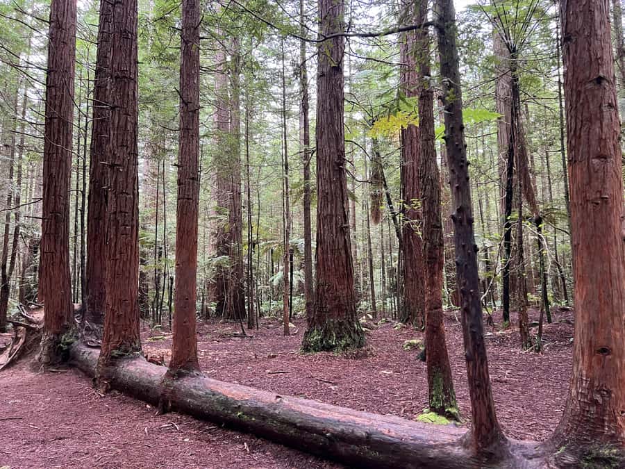 Ex Auckland: TRIPLE DEAL Wai-O-Tapu, Redwood & Blue Springs - A note on guides and the small-group feel