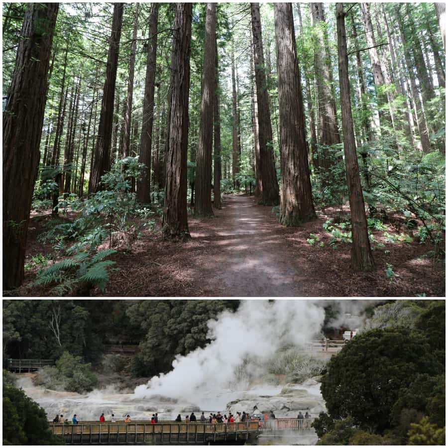 From Auckland: Day Trip to Rotorua with Optional extras - Auckland to Rotorua, without the hotel-hopping shuffle
