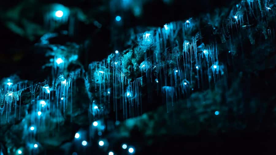 From Auckland: Day Trip to Waitomo Glow Worm Caves - Your Waitomo stop: gift shop time without feeling rushed