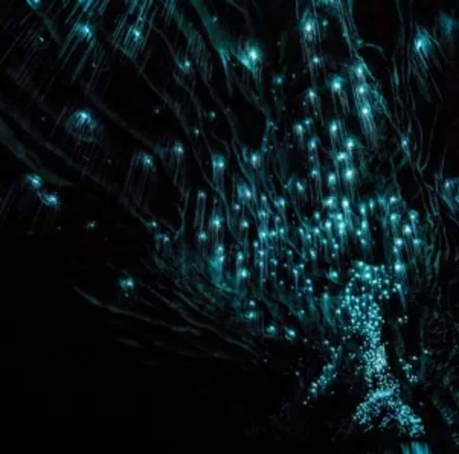 From Auckland: Day Trip to Waitomo Glow Worm Caves - The schedule feel: a full day without feeling chaotic
