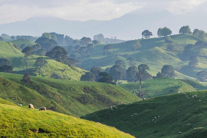 From Auckland:Hobbiton Movie Set & Waitomo Caves Small Group Tour - Hobbiton Movie Set by green bus: 44 hobbit holes and guided storytelling