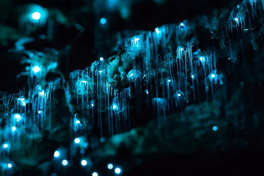 From Auckland: Hobbiton & Waitomo Caves Full-Day Trip - What to bring, and what not to bring