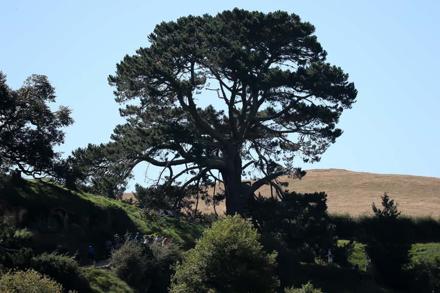 From Auckland or Rotorua: Hobbiton & Waitomo Tour with Lunch - Who This Tour Is For, and Who Should Rethink It