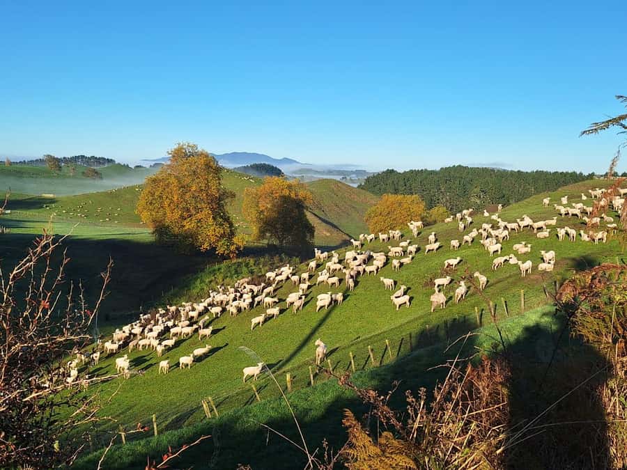 From: Auckland: Rotorua via Hobbiton Tour One Way Tour - Price and value: is $196 fair for a one-way, all-in day?