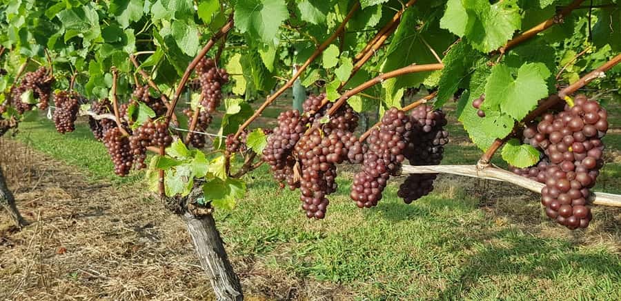 From Auckland: Small Group Kumeu Wine Tour with Lunch - Coopers Creek: A Tastings Buffet for Different Preferences