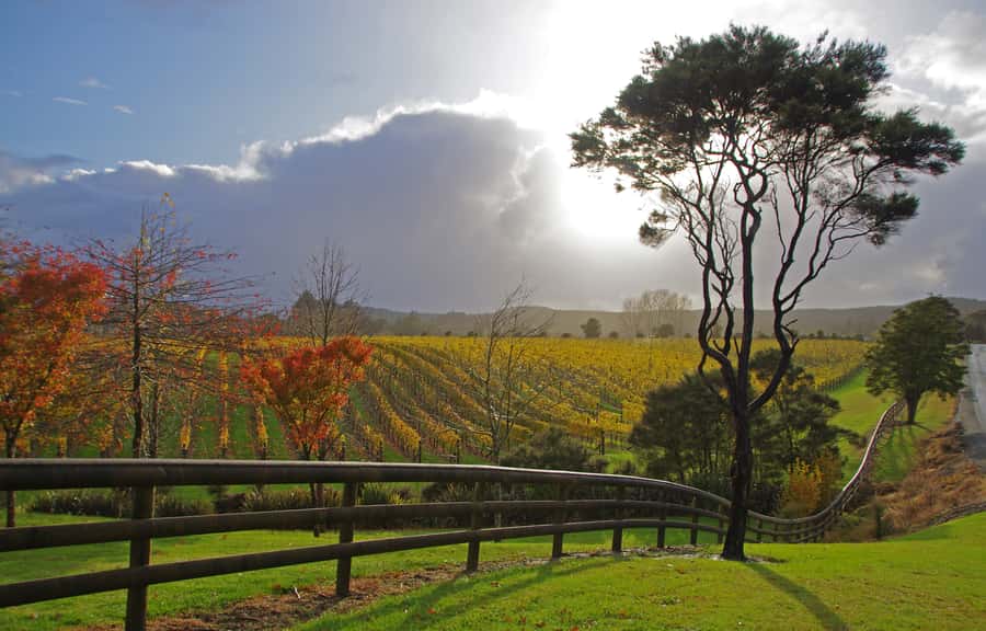 From Auckland: Small Group Kumeu Wine Tour with Lunch - Soljans Stop: Tastings First, Then Lunch at the Winery