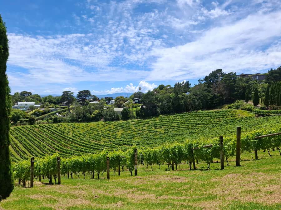 From Auckland: Waiheke Island Sip & Savour Tour with Lunch - Oneroa coffee and a quick village reset
