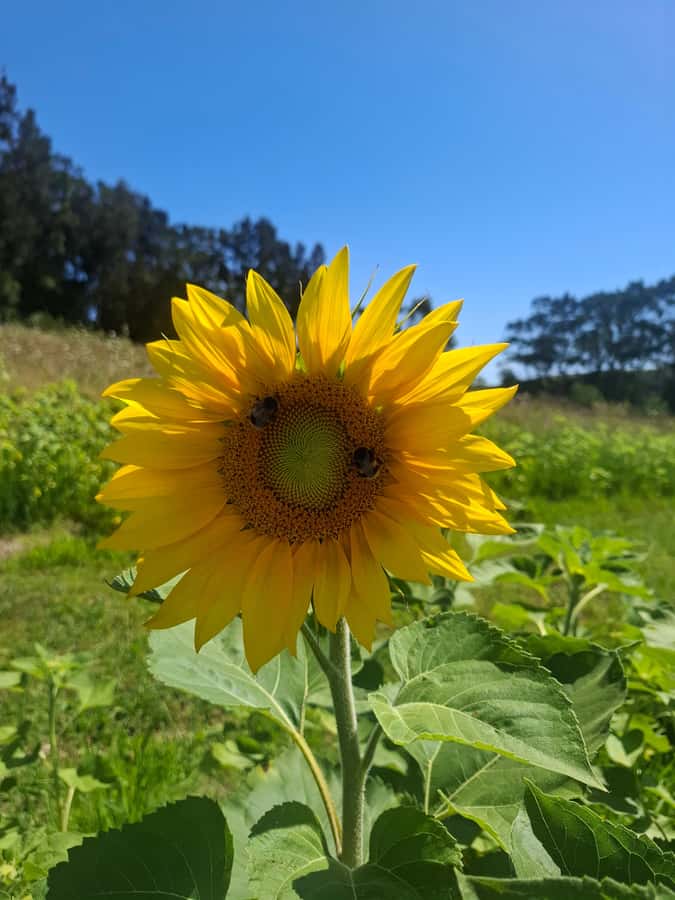 From Auckland: Waiheke Island Wine Cellar Tour - Your first vineyard stop, tasting seriously but not racing