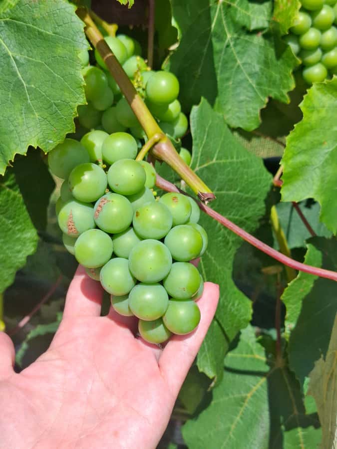 From Auckland: Waiheke Island Wine Cellar Tour - Second vineyard at midday, where comparisons get real