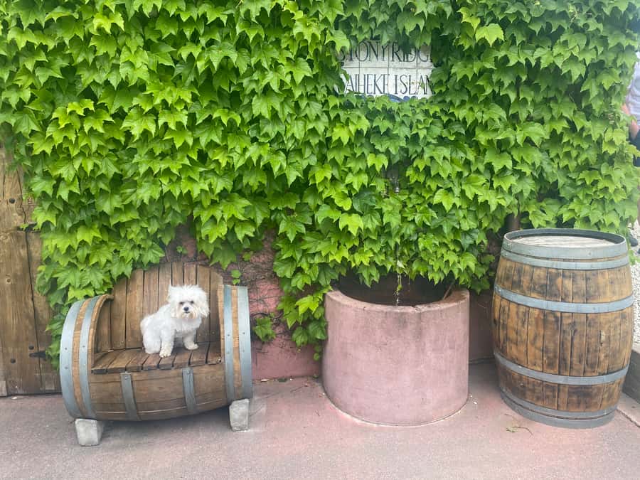 From Auckland: Waiheke Island Wineries' Tour - Beyond wine: vines, beaches, and the olive oil producer moment