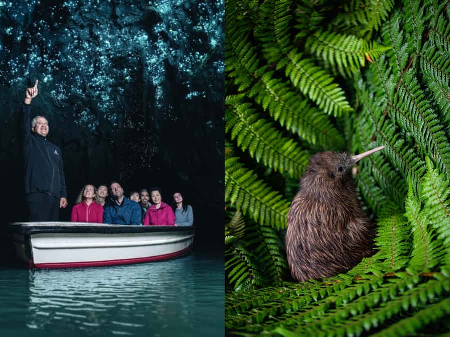 From Auckland: Waitomo Caves and Kiwi House Group Tour - Key highlights worth your attention