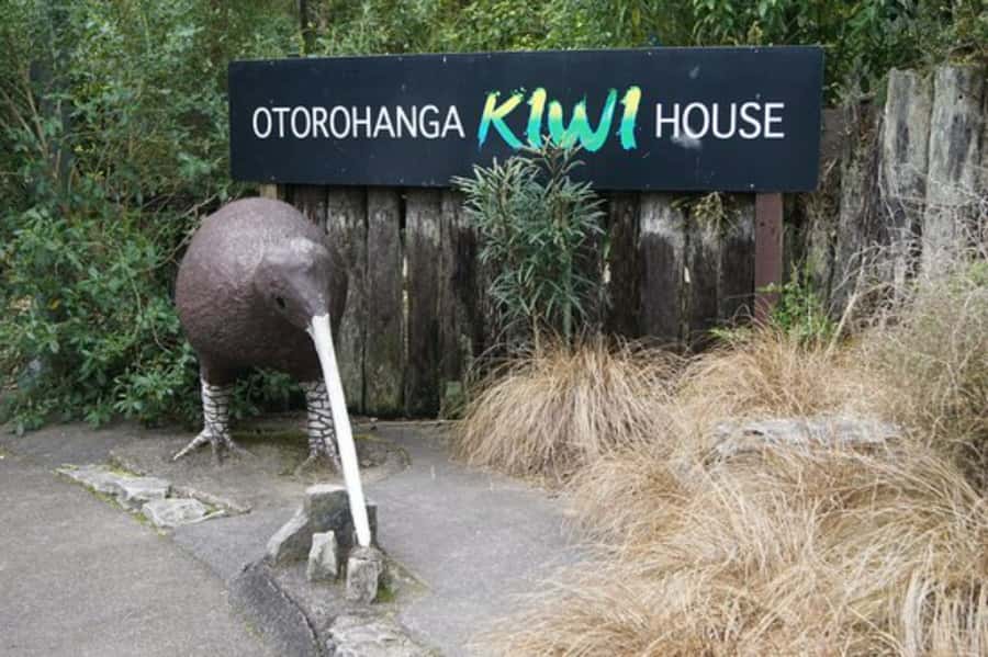 From Auckland: Waitomo Caves and Kiwi House Group Tour - Who this tour suits, and who should think twice