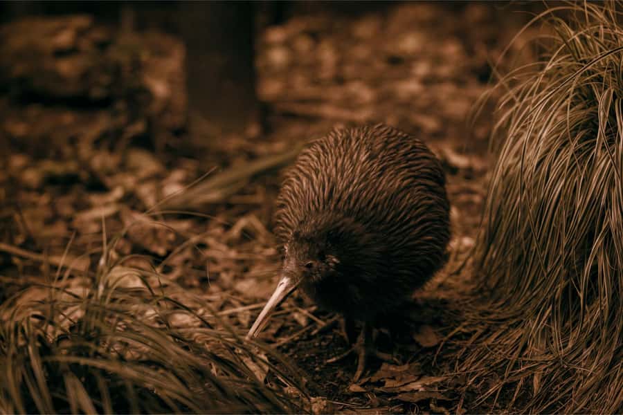 From Auckland: Waitomo Caves and Kiwi House Group Tour - The Auckland to Waitomo drive: why a small-group ride changes the day