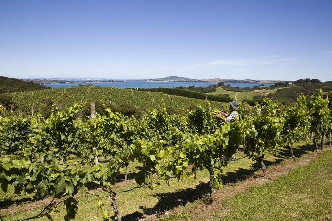 Full Day Private Waiheke Island Wine Tour Including Lunch - Key highlights you’ll feel right away