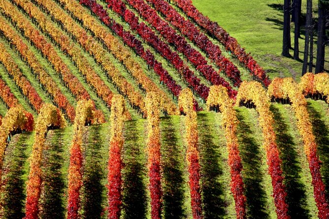 Full Day Private Waiheke Island Wine Tour Including Lunch - How the wine tastings get tailored to your preferences