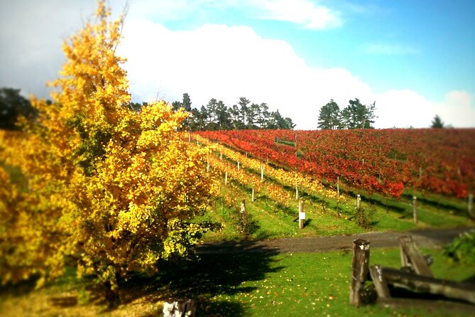 Full-Day Wine Tasting Tour in Auckland with 3-Course Vineyard Lunch - Cost and value: does $123.49 justify the day?