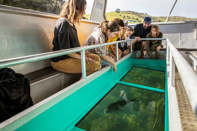 Glass Bottom Boat Tour - Goat Island Marine Reserve from a glass-bottom seat