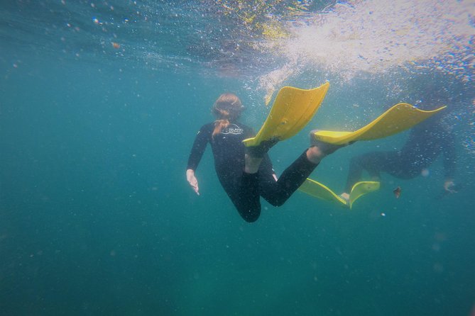 Guided Snorkel Experience, Advanced - Where this snorkeling lesson happens, and why Goat Island works