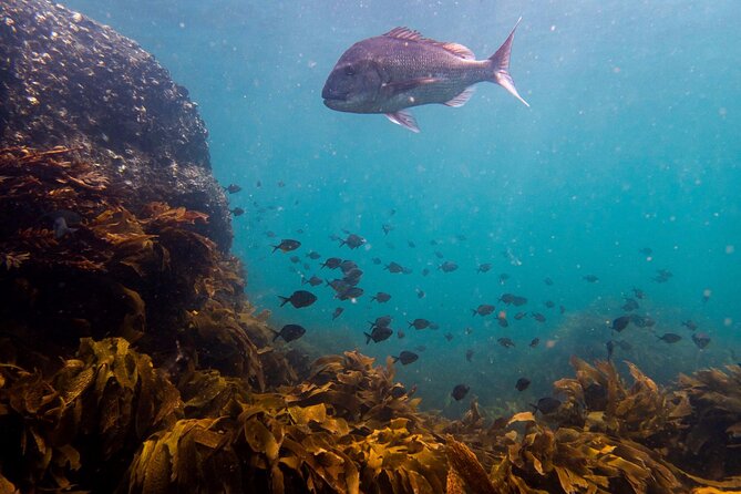 Guided Snorkel Experience, Advanced - Meet the instructor style: close guidance and real wildlife spotting