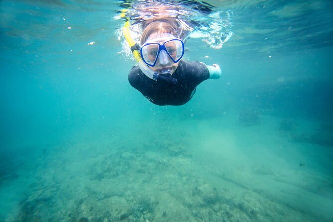 Guided Snorkeling and Island Exploration in Auckland - Auckland’s Tiritiri Matangi: a 4-hour reset for nature lovers