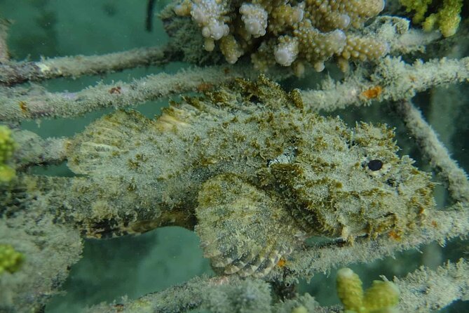 Guided Snorkeling and Island Exploration in Auckland - Why the small group size (max 12) changes the experience