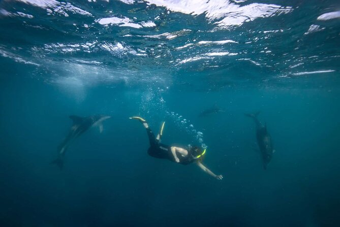 Guided Snorkeling and Island Exploration in Auckland - Gear fitting essentials: help from the operator and what you should do at home