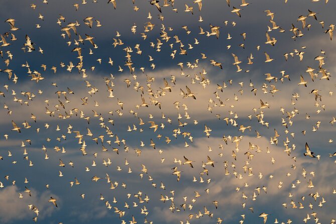 Guided Tour at Pukorokoro Shorebird Centre - Key things to know before you go