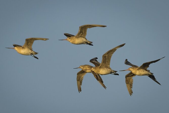 Guided Tour at Pukorokoro Shorebird Centre - The Shorebird Coast experience at Pukorokoro Miranda