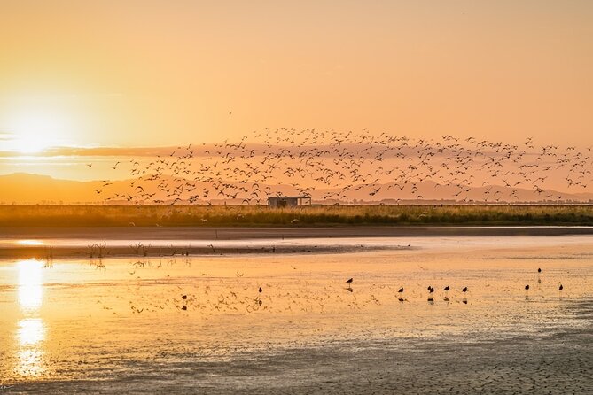 Guided Tour at Pukorokoro Shorebird Centre - Price and value for a 90-minute guided session